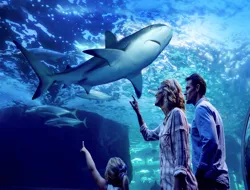 Cairns Aquarium Night Tour with Optional 2-Course Dinner